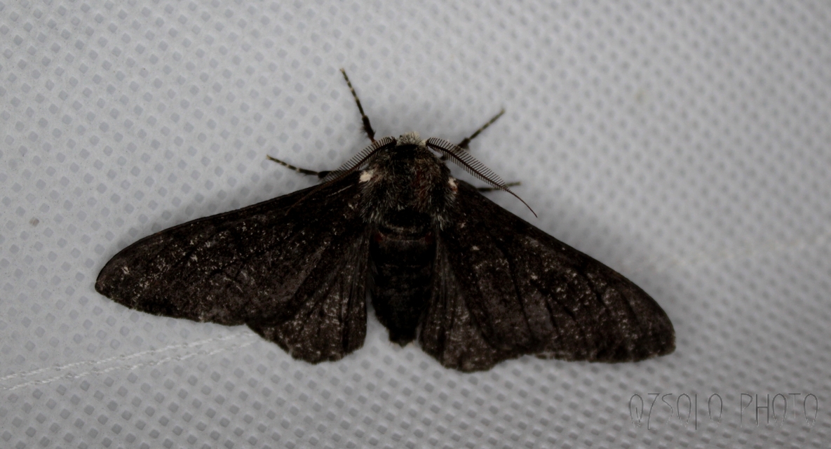 Biston betularia - szürkepettyes araszoló