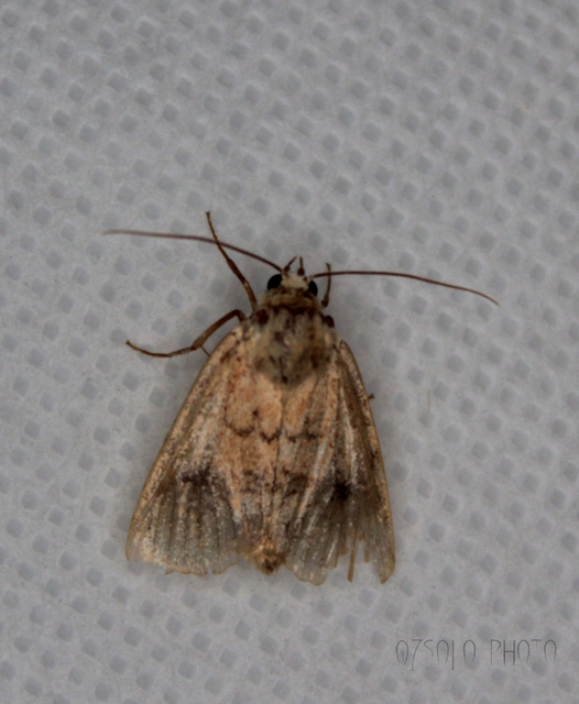 Atypha pulmonaris - tüdőfű-levélbagoly
