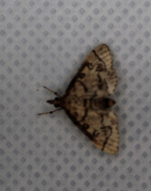 Metasia ophialis - kígyósávos tűzmoly