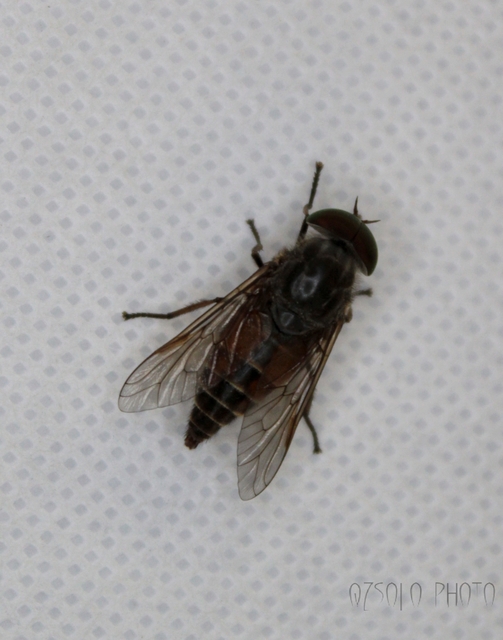 Tabanidae - böglyök