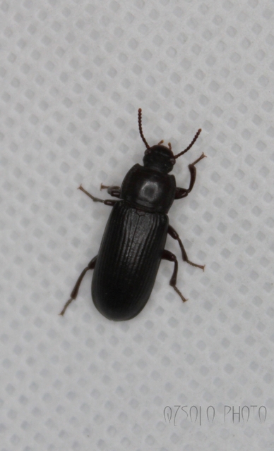 Tenebrio molitor - közönséges lisztbogár