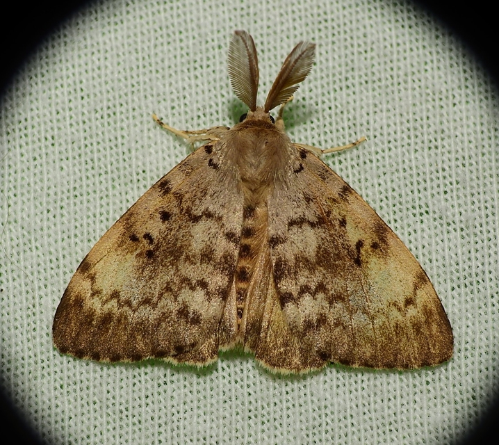 Lymantria dispar - gyapjaslepke