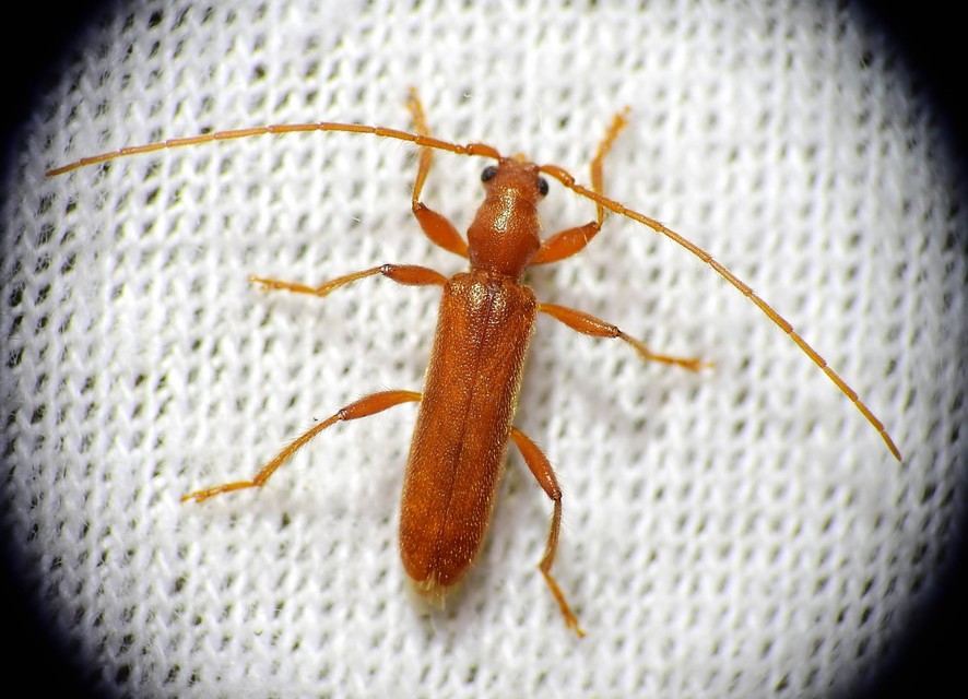 Axinopalpis gracilis - kecses selymescincér