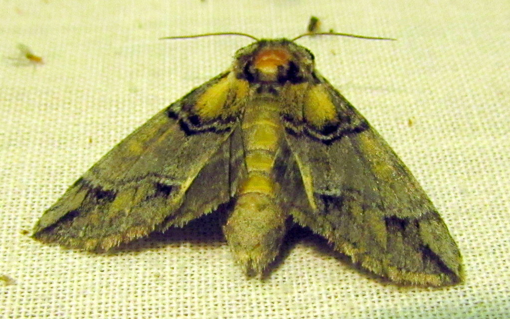 Drymonia velitaris - hegyi púposszövő