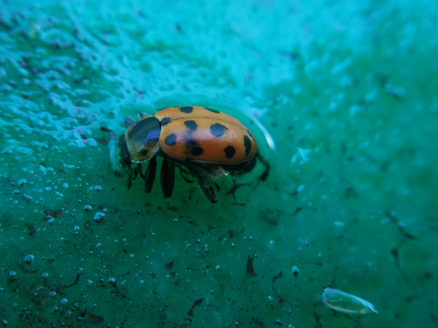 Hippodamia tredecimpunctata - mocsári katica