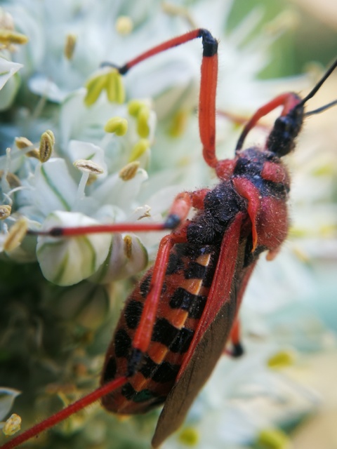 Rhynocoris iracundus - közönséges gyilkospoloska