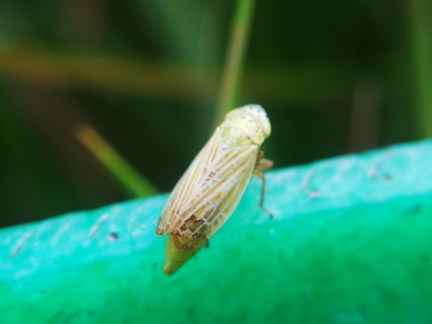 Cicadellidae - mezeikabócák
