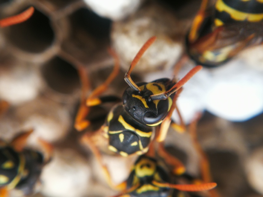 Polistes dominulus - déli papírdarázs