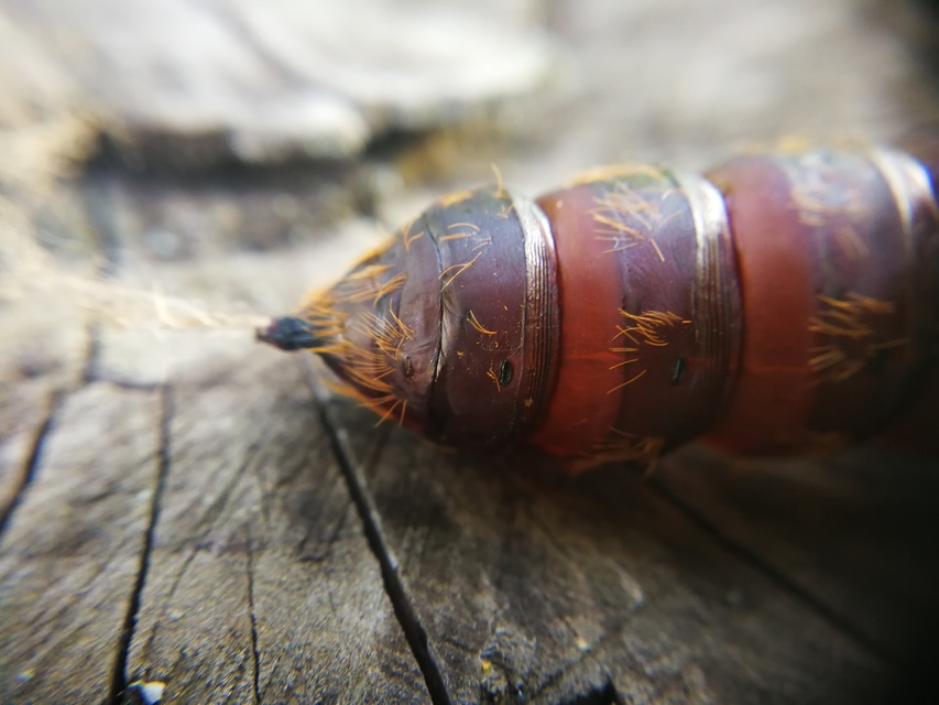 Lymantria dispar - gyapjaslepke