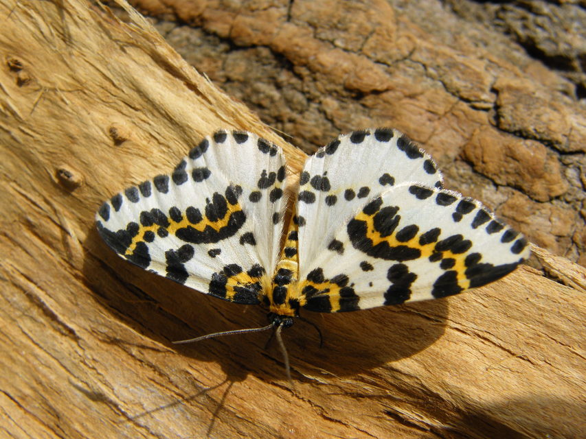 Abraxas grossulariata - köszméte-araszoló