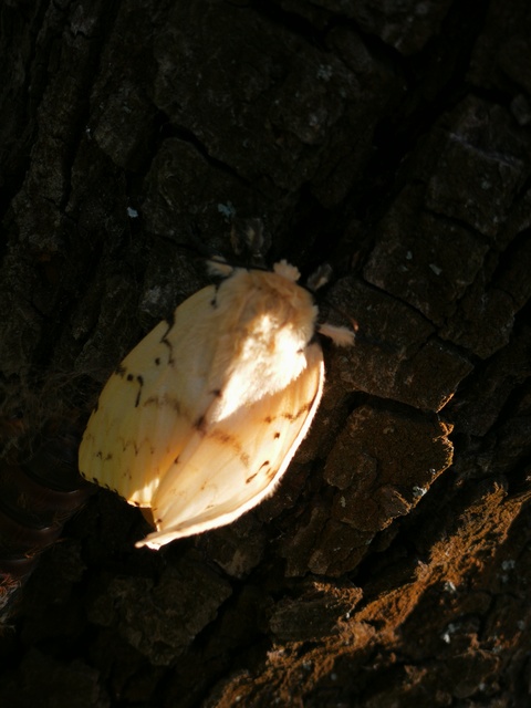 Lymantria dispar - gyapjaslepke