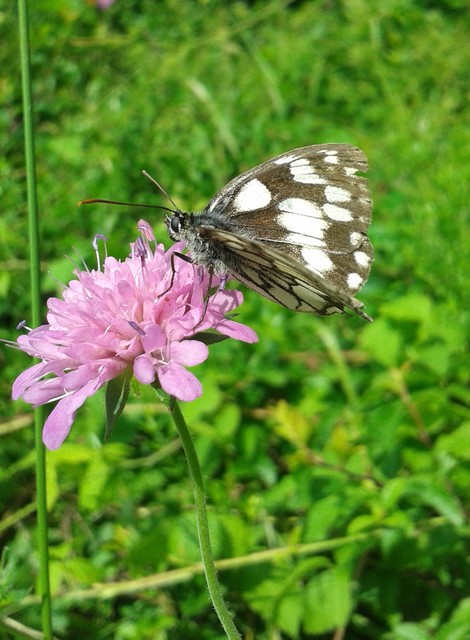 Melanargia galathea - sakktáblalepke