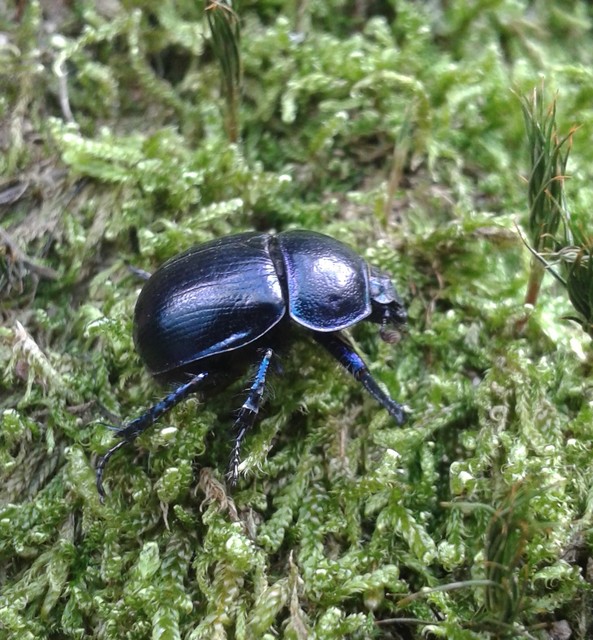 Anoplotrupes stercorosus - erdei álganéjtúró