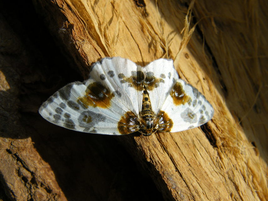 Abraxas sylvata - sárgafoltos araszoló