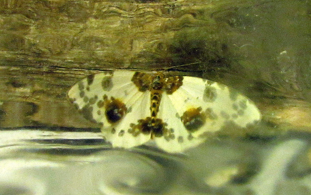 Abraxas sylvata - sárgafoltos araszoló