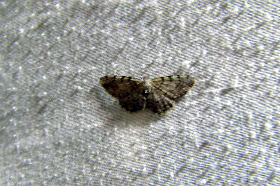 Aethalura punctulata - szürke égeraraszoló