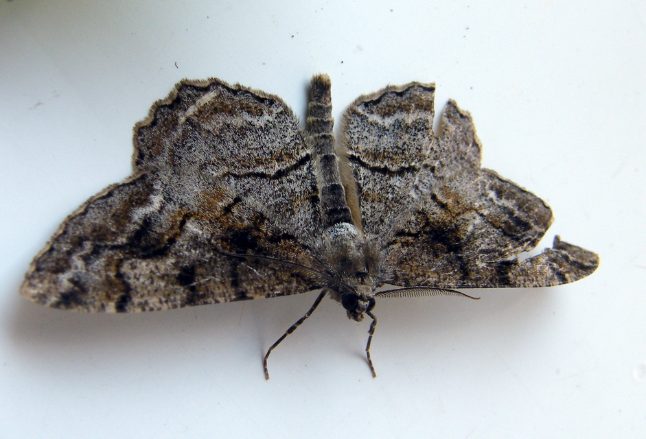 Alcis repandata - foltos faaraszoló