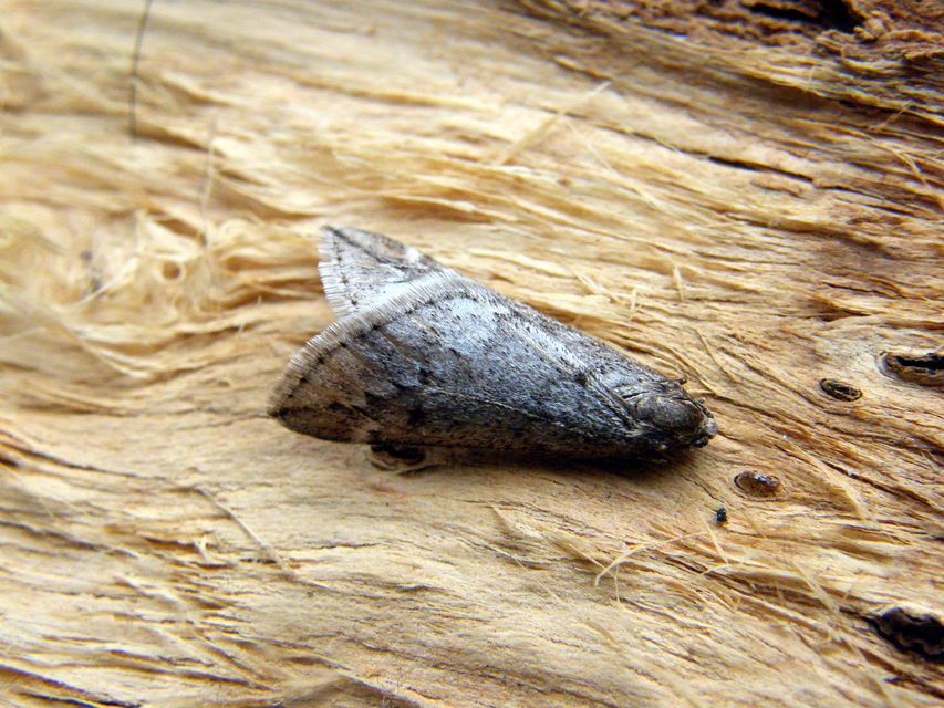 Alsophila aescularia - vadgesztenye-araszoló