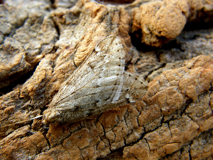 Alsophila aescularia - vadgesztenye-araszoló