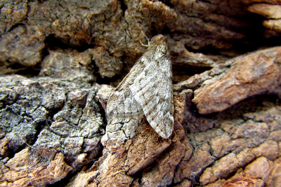 Alsophila aescularia - vadgesztenye-araszoló