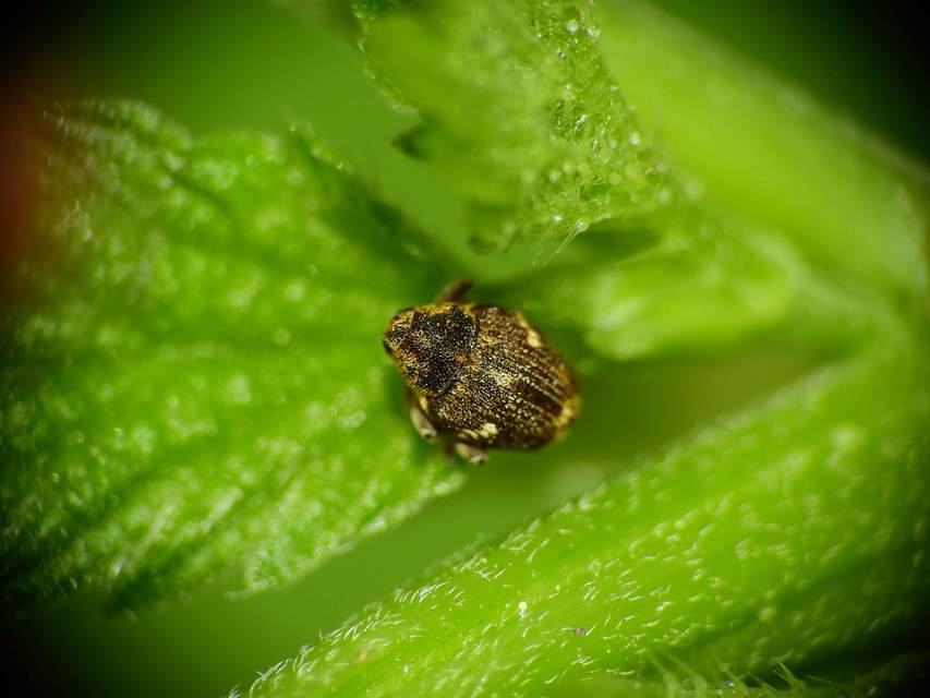 Nedyus quadrimaculatus - közönséges csalánormányos