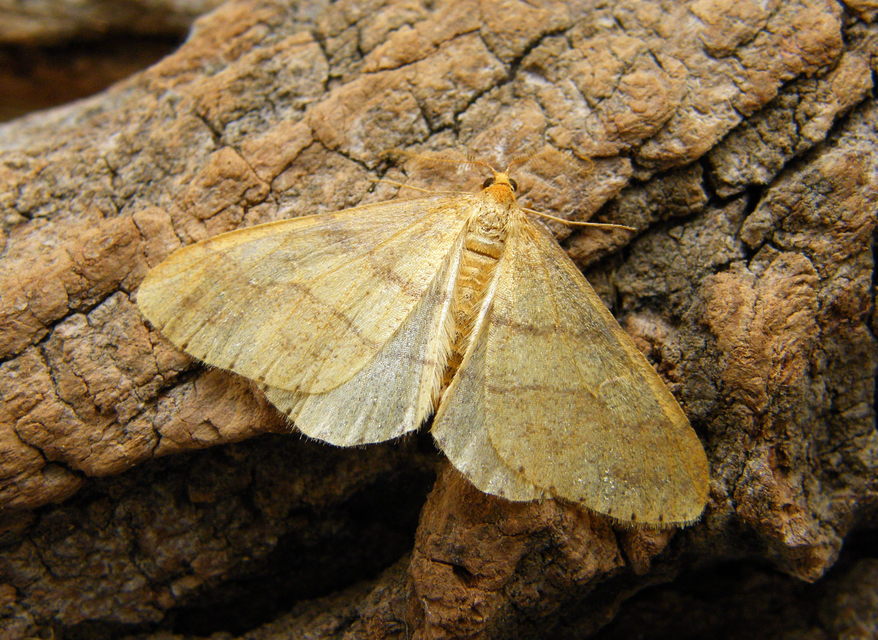 Agriopis aurantiaria - aranysárga téliaraszoló