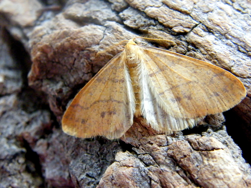 Agriopis aurantiaria - aranysárga téliaraszoló