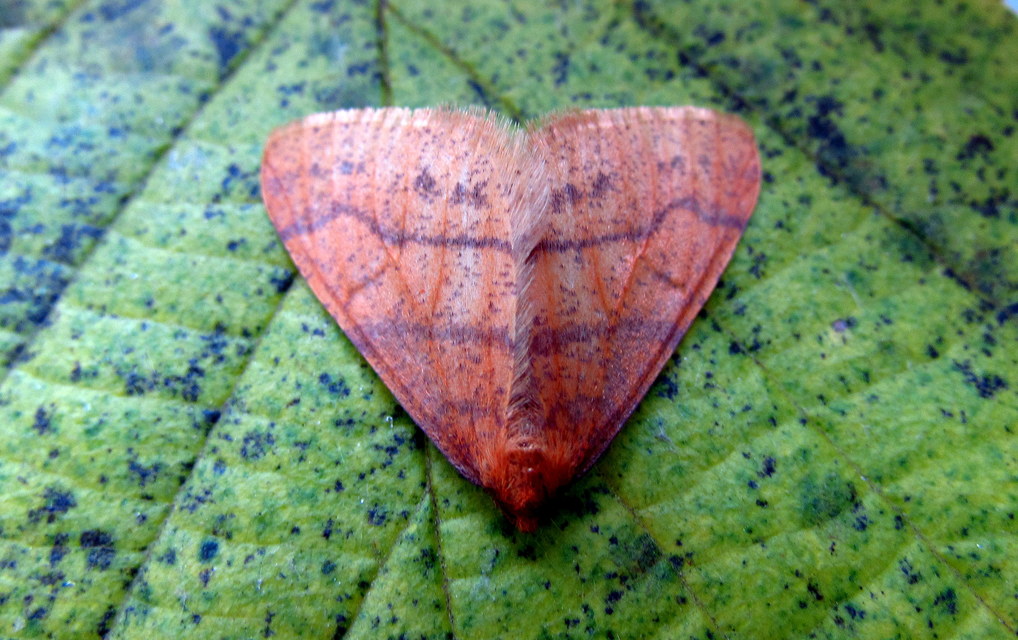 Agriopis aurantiaria - aranysárga téliaraszoló