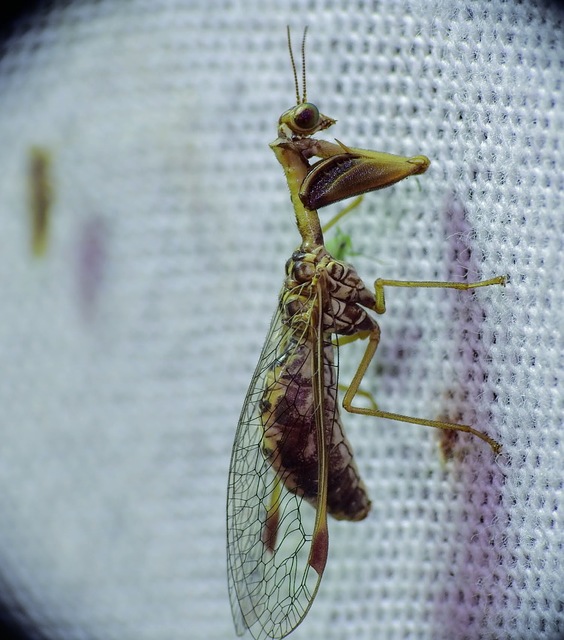 Mantispa styriaca - kétszínű fogólábú-fátyolka