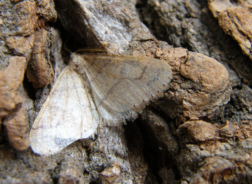 Agriopis marginaria - sárgás téliaraszoló