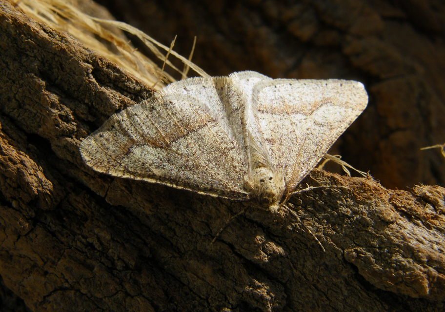 Agriopis marginaria - sárgás téliaraszoló