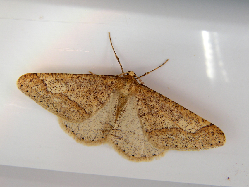 Agriopis marginaria - sárgás téliaraszoló