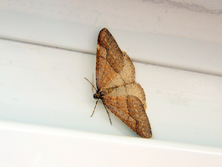 Agriopis marginaria - sárgás téliaraszoló