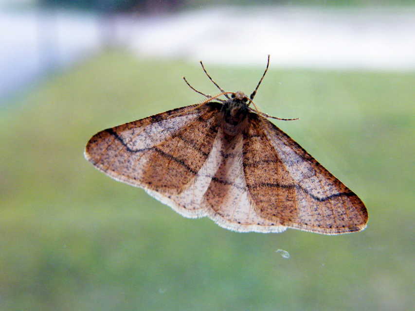 Agriopis marginaria - sárgás téliaraszoló