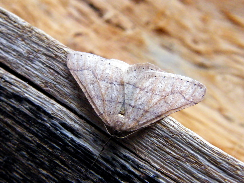 Agriopis marginaria - sárgás téliaraszoló