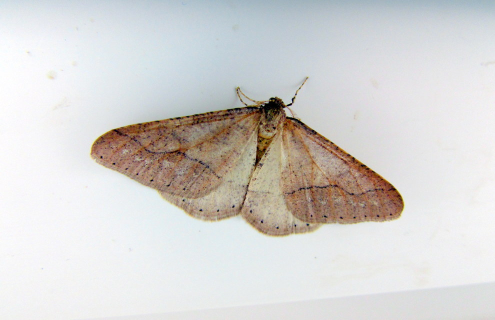 Agriopis marginaria - sárgás téliaraszoló