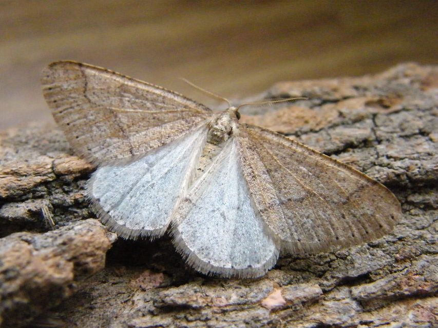 Agriopis marginaria - sárgás téliaraszoló
