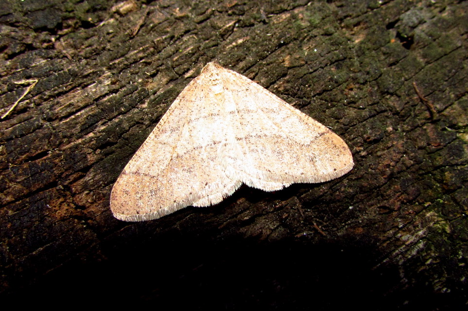 Agriopis marginaria - sárgás téliaraszoló