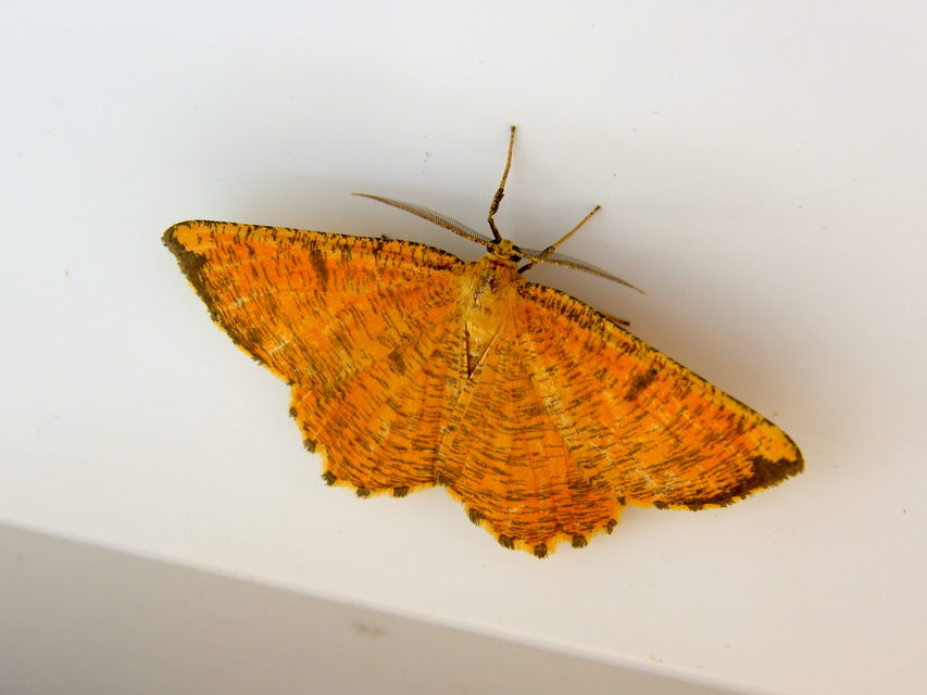 Angerona prunaria - sárga kökényaraszoló