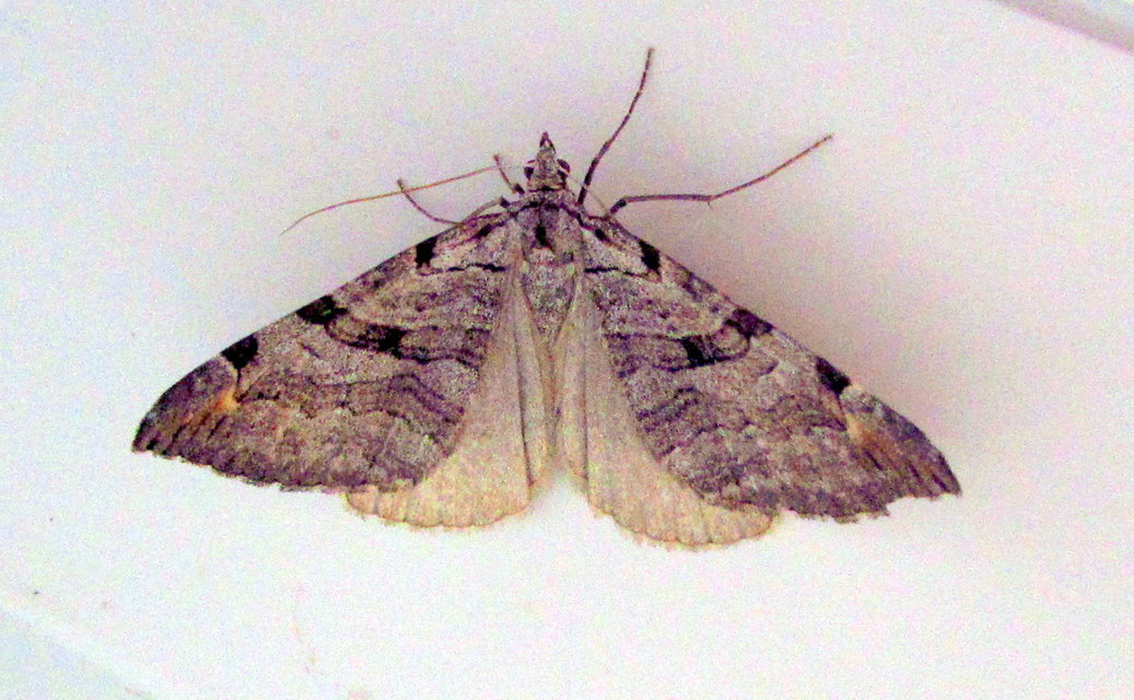 Aplocera efformata/plagiata