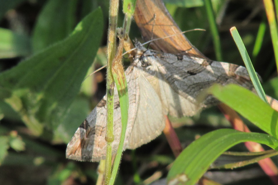 Aplocera efformata/plagiata