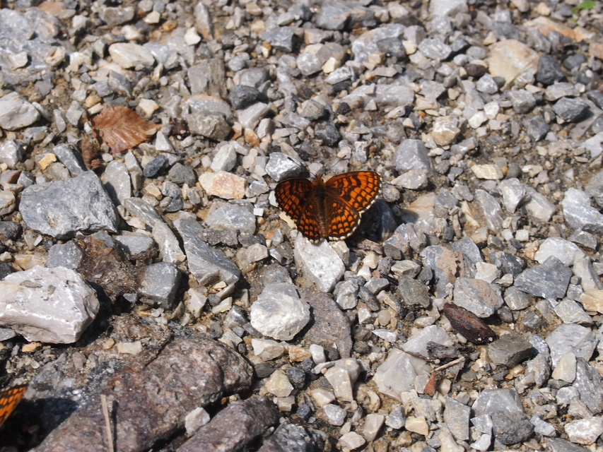 Melitaea athalia - közönséges tarkalepke