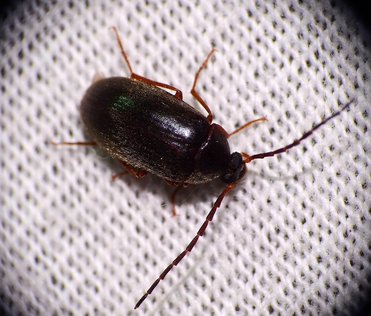 Hymenalia rufipes - rőtlábú alkonybogár