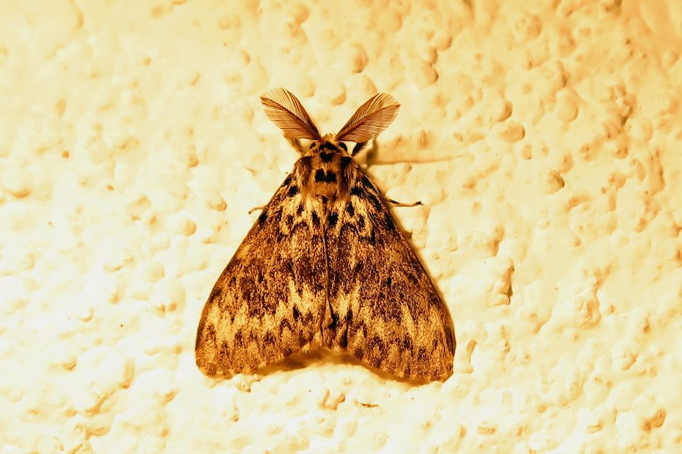 Lymantria monacha - apácalepke