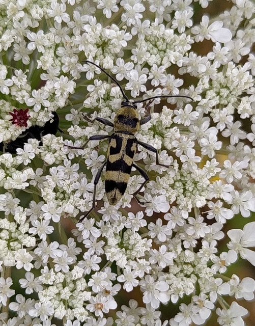 Chlorophorus varius - díszes darázscincér