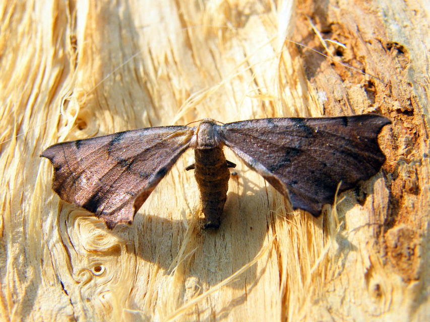 Artiora evonymaria - kecskerágó-araszoló