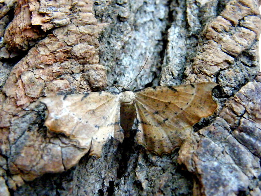 Artiora evonymaria - kecskerágó-araszoló