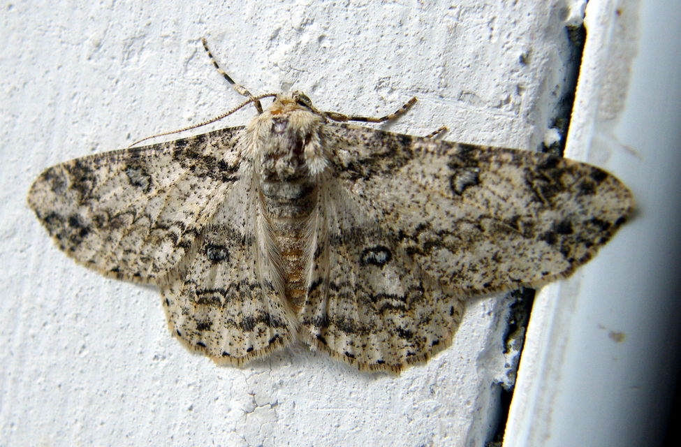 Ascotis selenaria - holdas faaraszoló