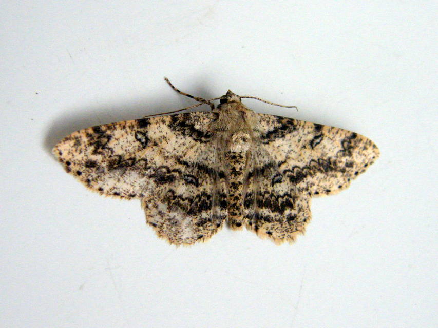 Ascotis selenaria - holdas faaraszoló