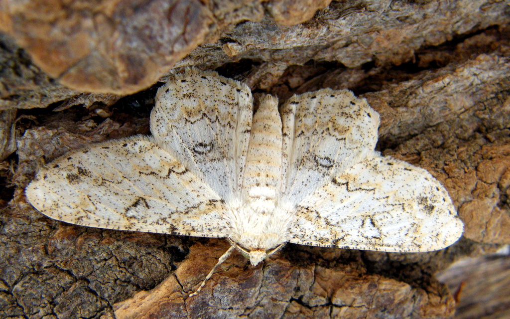Ascotis selenaria - holdas faaraszoló